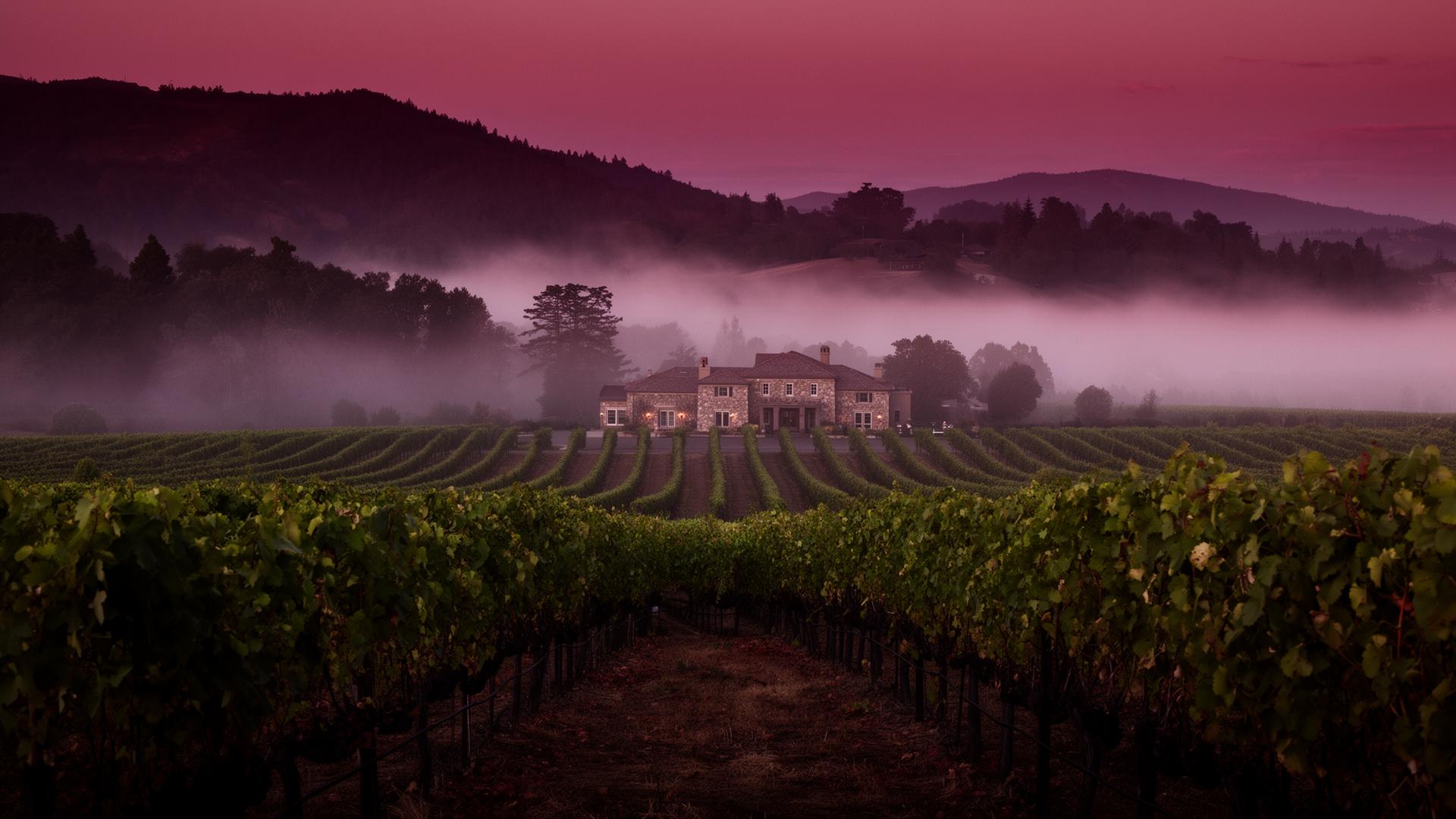Napa Valley vineyard at dusk